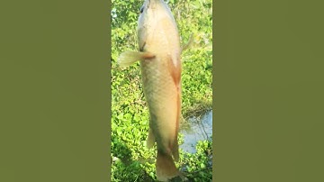 Cá rô đông đẹp #shorts (video) #giaitri