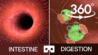 Digestive System VR | 360 Video | Inside the Human Body VR