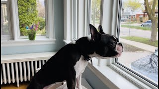 The Most “Intimidating” Boston Terrier Bark 🤣 by Poppy the Boston Terrier  102,582 views 1 year ago 32 seconds