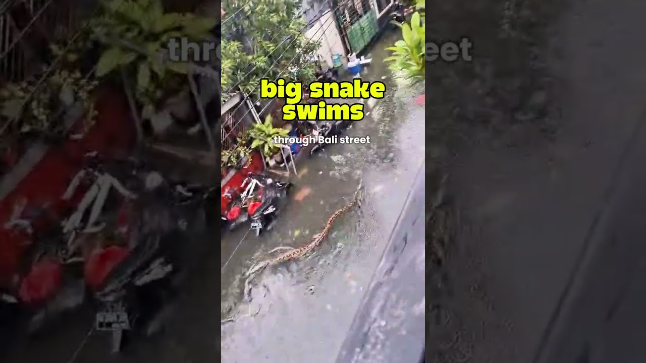 FRIGHTENING MOMENT ‼️Python in Bali Flood #snake #balifloods - YouTube