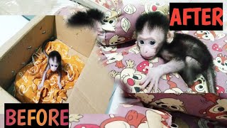 Wow, AMAZING‼beautiful new bed for a newborn baby monkey