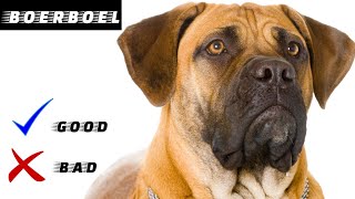 Boerboel (Temperament, Facts, Appearance, Shedding, Grooming, Adaptability)