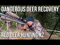 Red Deer Hunting  - Public Land NZ March 2020