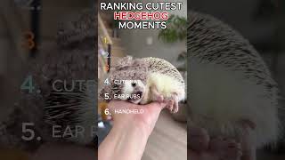 Ranking The Cutest Hedgehog Moments Ever 🦔🥹 #hedgehog #cute #funny  #cuteanimals #animals #aww