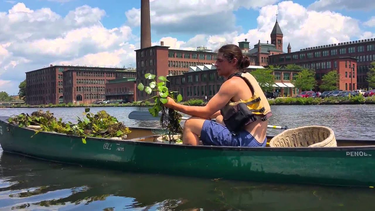 Harvesting the invasive Water Chestnut on the Charles River YouTube