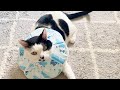 最近ちょっと甘えんぼが増している