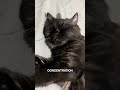 Professional napping is no easy job.. #cat #cats #shorts #shortvideo #cute #funny y
