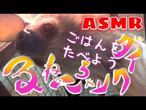 ナマケモノのごはん　咀嚼音　ASMR【ダイクリちゃんねる】Sloth's meal