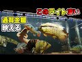 映える！アロワナ熱帯魚！１４年飼育過背金龍が盛れる！でんらいアロワナライトが凄い！『水中LEDライト』