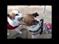 ☆かわいい犬動画集✰  おてんば