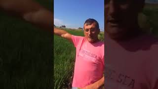 Çeltik Tarlasında Cankar Sıvı Solucan Gübresi Uygulaması