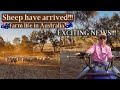 SHEEP HAVE ARRIVED!!! Scanning + drenching | Exciting times on the farm! Australian farm life vlog!