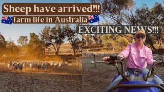 SHEEP HAVE ARRIVED!!! Scanning + drenching | Exciting times on the farm! Australian farm life vlog!