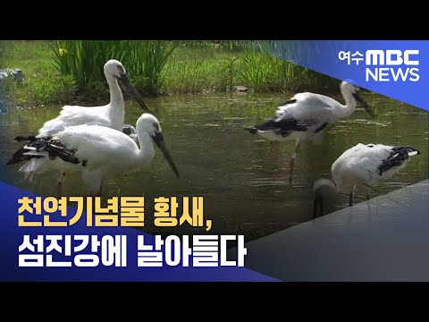 천연기념물 <strong>황새</strong>, 섬진강에 날아들다 -R (221011화/뉴스데스크)
