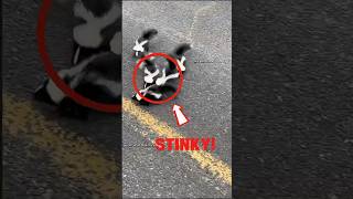 What Makes Skunks the Funniest Animals 🦨 | 3 skunk facts you didn’t know! 🦨 #shorts