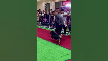 Gaiting American Bully Shorts Dog 