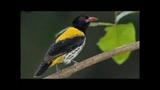 suara pikat burung kepodang hutan jernih mp3