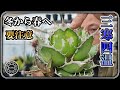 【アガベ】まだまだ注意！三寒四温にご用心【多肉植物】【園芸】