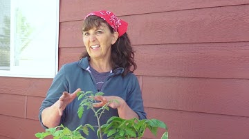 Hybrid vs Open-Pollinated (including Heirloom) Plants