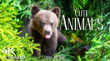 Cute Baby Animals 4K UltraHD - Relaxation Film with Beautiful Piano Music
