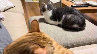 Come home from work to pretty much paradise #cats 