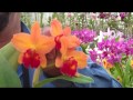 view Orchids: Judging Form digital asset number 1
