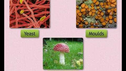 Sundaram Eclass Science concepts: Whittaker