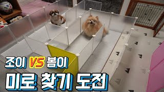 심심한 강아지들을 위한 미로찾기놀이
