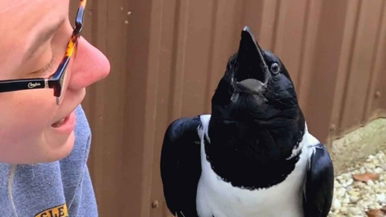 This crow seems convinced hes a tiny human