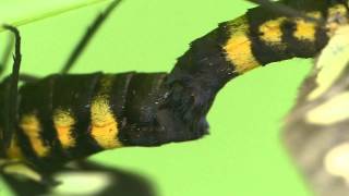 A mating pair of White-spotted Moth (Amata fortunei fortunei, famil...