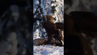 La Batalla por el Trono del Cielo | Documental Animal #shorts