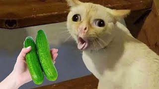 Funniest Animals 2023 😁 New Funny Cats And Dogs 😹🐶 Part 4