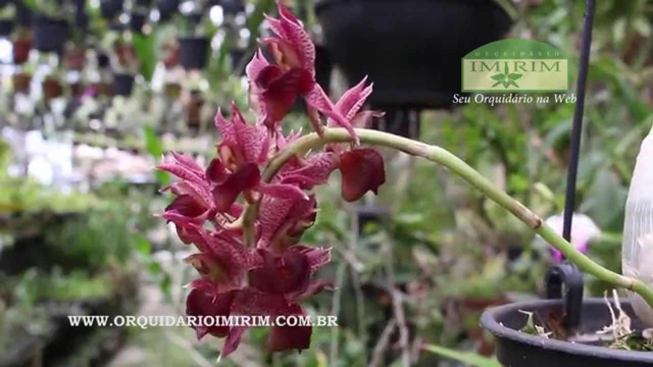 Catasetum cirrhaeoides - thptnganamst.edu.vn