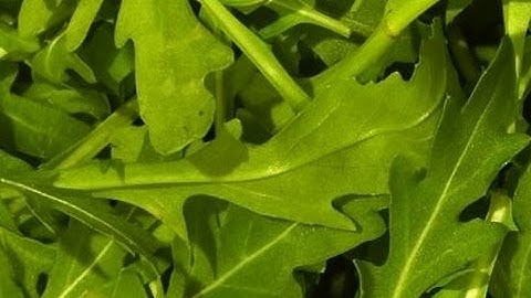 Rayfly optical presorter for salad | RAYTEC VISION SpA