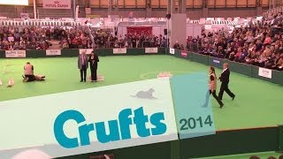 Obreedience | Set Exercise | Team Rottweiler | Crufts 2014