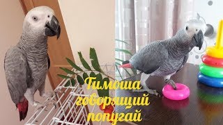 Timosha talking parrot, a species of Jaco. A selection of videos #6
