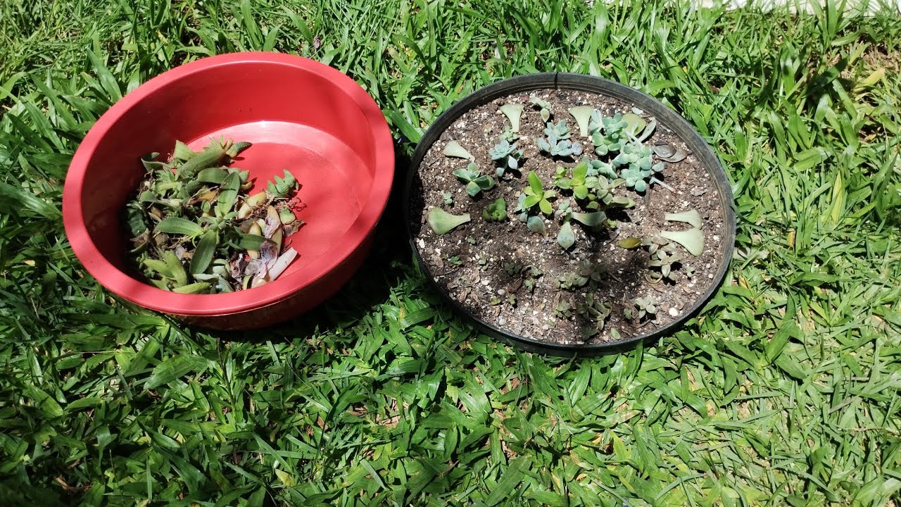 Jogando Suculentas no Lixo!    