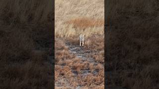 There’s No Coming Back From That. #foxpro #coyote #hunting #shorts