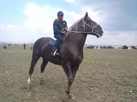 😱БАРОН КАНДАЙГАНА КУЧТУУ АТ БОЛГОН😔,ЭХ ЧИРКИН