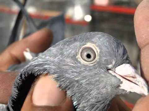 Ferozpuri Pigeon.flv