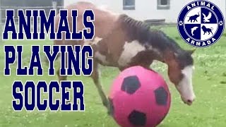 Animals Playing Soccer (Football, Futbol) Compilation  animal football skills