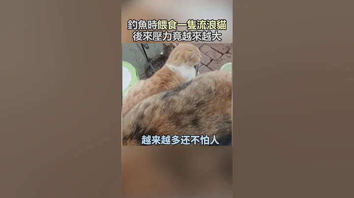 男子钓鱼时好心喂食流浪猫，没想到后来压力越来越大!#宠物 #动物 #善良  #可爱 #Shorts - 天天要闻