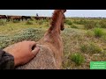 ЧП Роковой прыжок молодой кобылки в станке для фиксации.| Herd horse breeding.