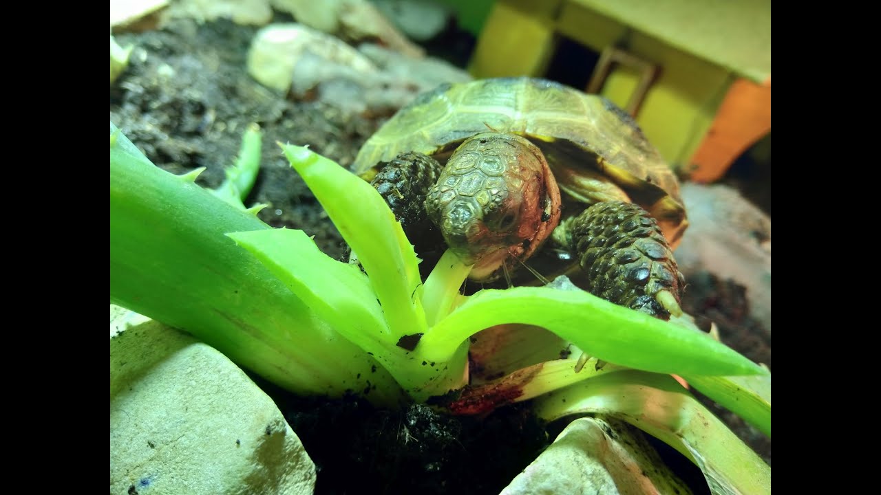 Tortoise Eating Aloe ASMR Ori the Tortoise Animal ASMR