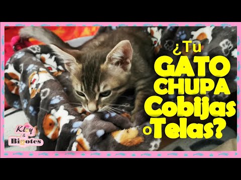 Video: ¿Por qué mi gato chupa agujeros en nuestra manta?