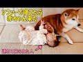 ソファーで寝てるとこに赤ちゃんが来たら柴犬　No15