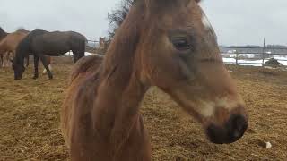 new horse vlog - new project horse | Wild farm - Farm life | horse gait 2024