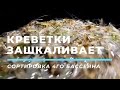 Креветки Зашкаливает!