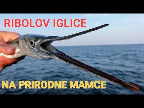 Needlefish on surface/ natural bait & Bombarda / Sbirolino float // Ribolov iglice prirodnim mamcima