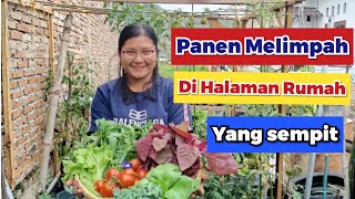 Panen Sayuran Melimpah di Halaman Rumah yang Sempit